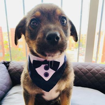 small black and brown dog with tuxedo for wedding