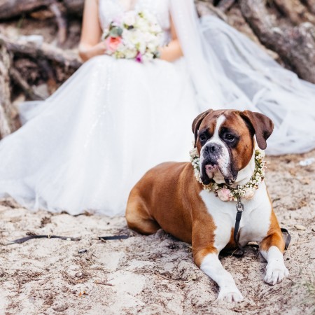 How to Include Your Dog at Your Wedding: 6 Helpful Tips image