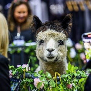 Alpacas  - Field of Dreams