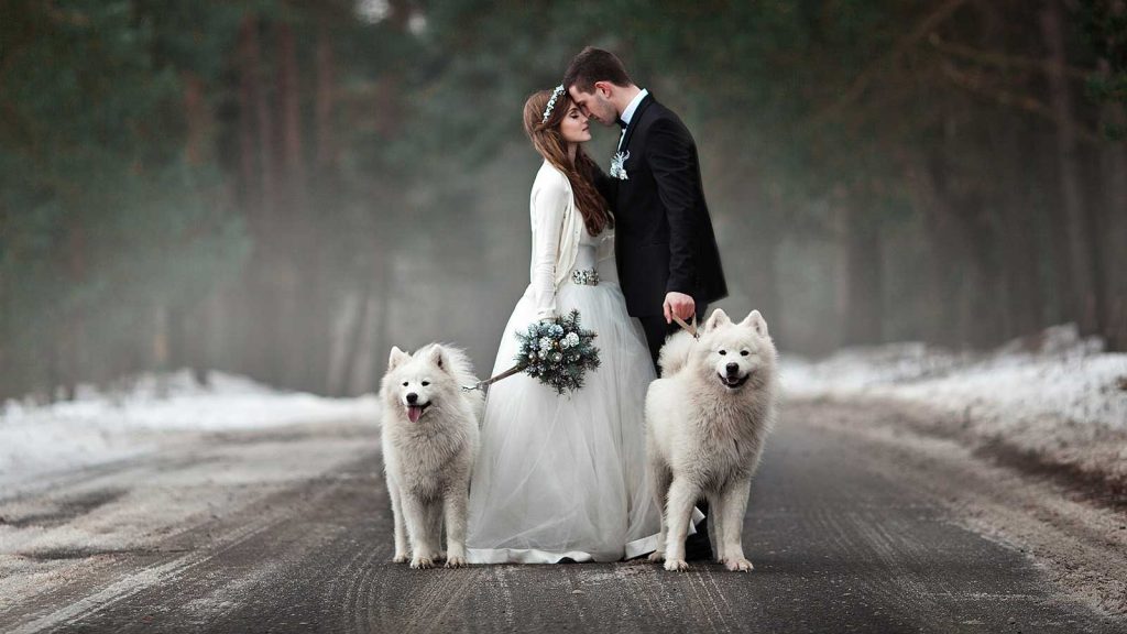 two white dogs on wedding photoshoot
