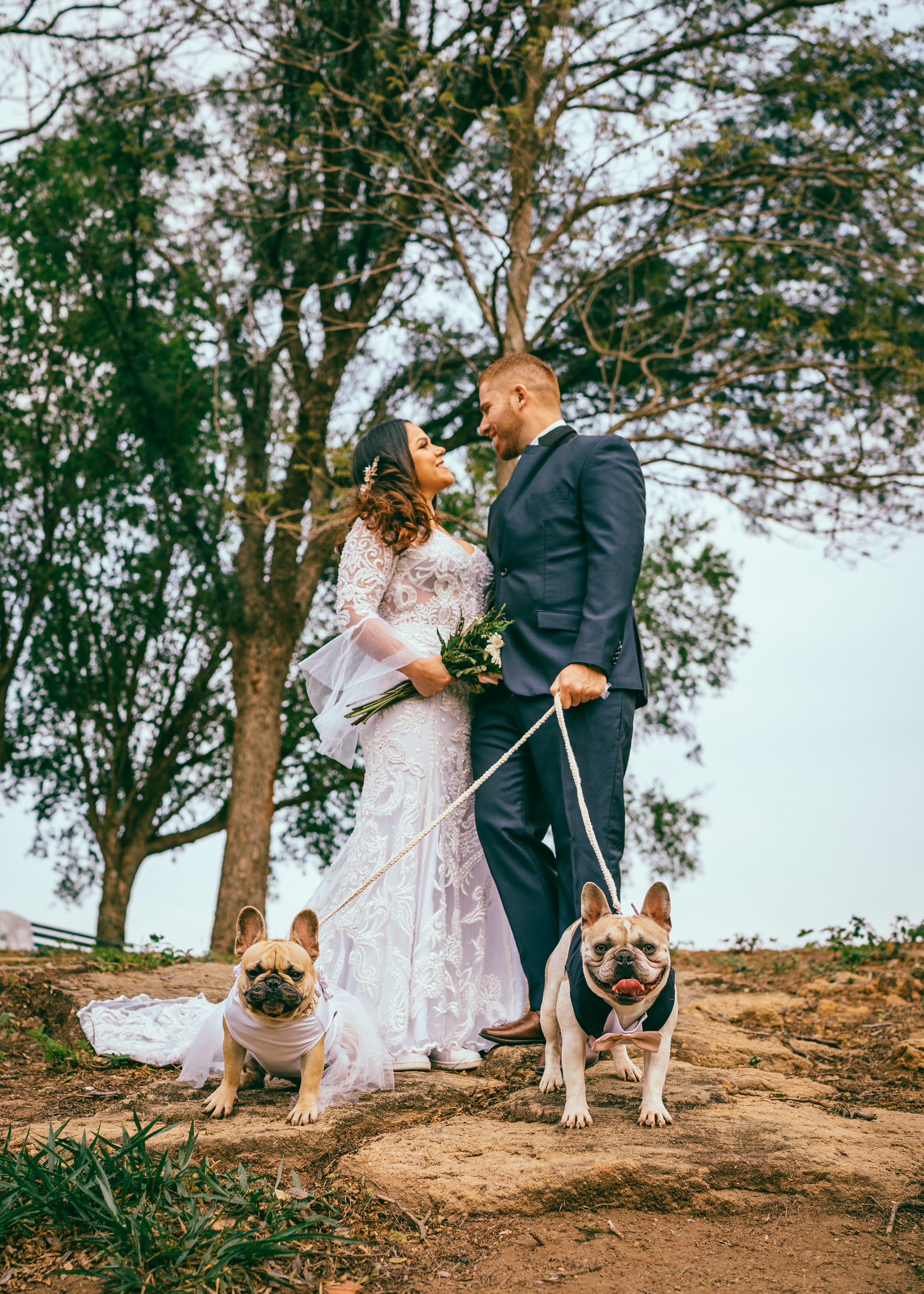 two french bulldogs at wedding